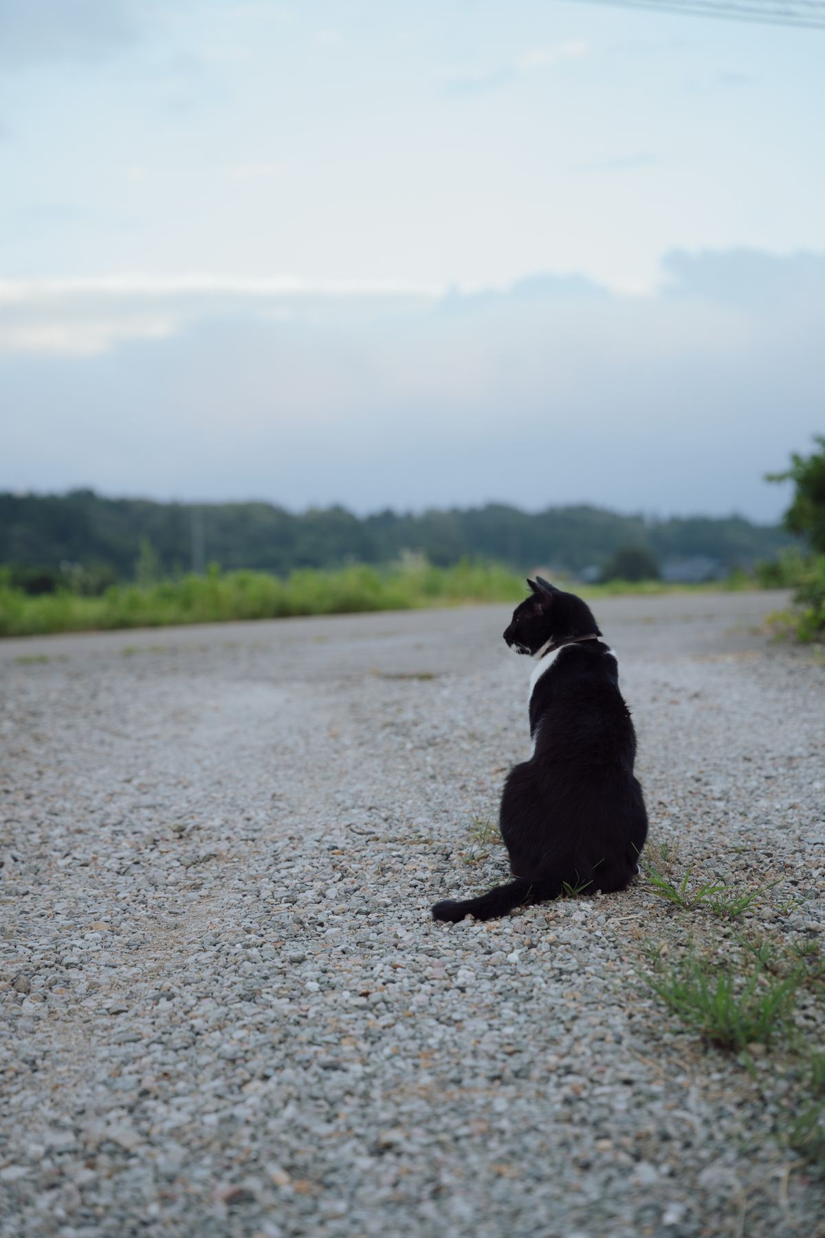 夕暮れの道で出会った猫